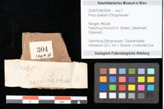 Foto (Objekt + Etikett) von Pinus praelarix Ettingshausen (NHMW-GEO-2024-0188-0304)